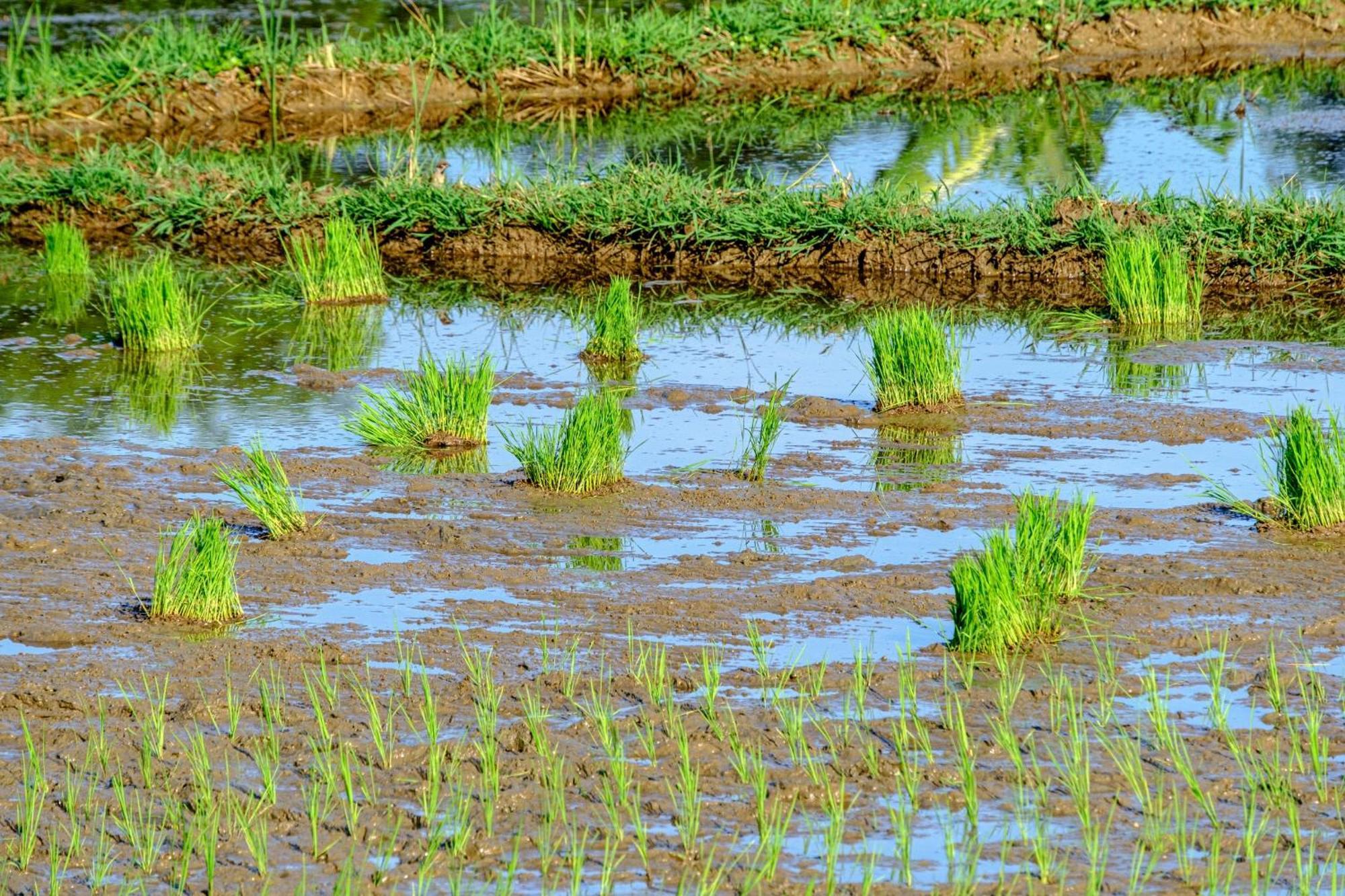 Nha Tan - Mai Chau Homestay And Tours ภายนอก รูปภาพ